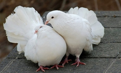 У Старокостянтинові відбудеться сільськогосподарський ярмарок
