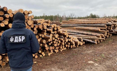Лісничий з Мелітополя, який вирубував ліс для окупантів, може отримати довічне ув’язнення