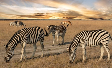 Окупанти вивозять тварин із заповідника "Асканія-Нова" до Росії