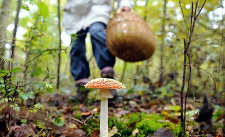 Переплутали з їстівними: на Одещині подружжя з'їло отруйні гриби з городу, чоловіка не врятували