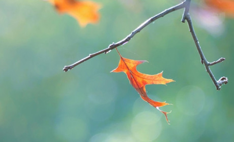 Погода в Кагарлику та Ржищеві на тиждень - з 13 по 19 листопада