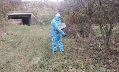 На Одещині розклали понад 200 тисяч приманок від сказу: для шакалів, лисиць та єнотоподібних собак