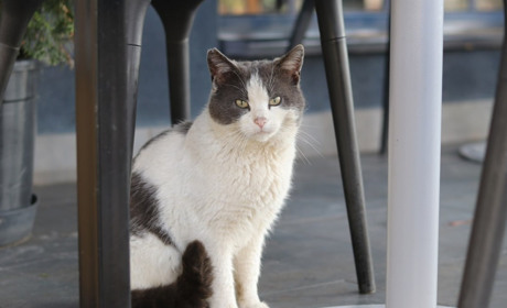 Міськрада Нікополя: у місті офіційно підтверджено спалах сказу у тварини. Які заходи вживаються