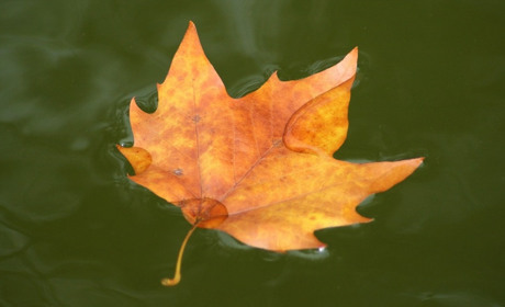 Погода у Старокостянтинові на 13-19 листопада: очікується холодний та вологий тиждень