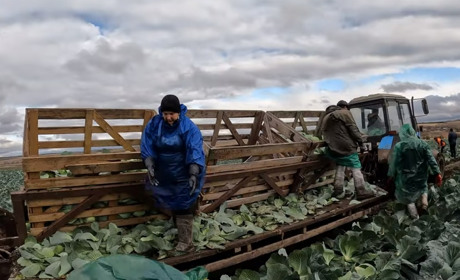 Найбільше вродило картоплі та капусти: Одещина завершила збір продуктів борщового набору