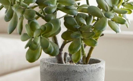 Рецепт здоров'я: як лікує "грошове дерево"