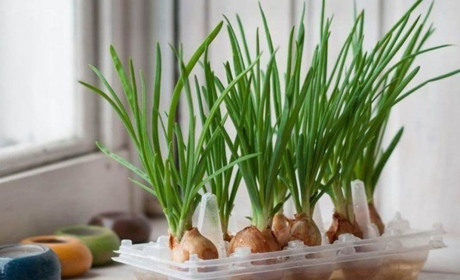 Міні-город на вашому підвіконні: яку зелень можна посадити вдома