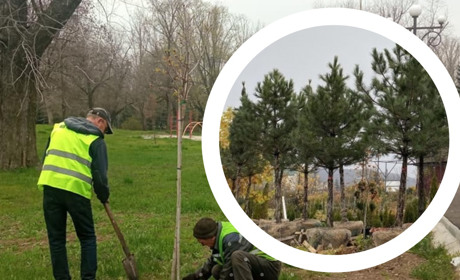 Без сосен: «Паркове господарство» не закуповуватиме саджанці на понад 600 тисяч гривень. Чому?