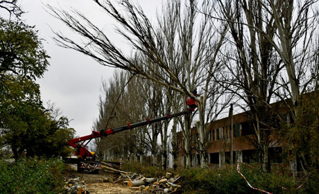 У Нікополі видалять понад 200 дерев на підставі актів обстеження: подробиці
