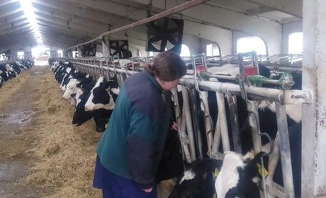 На Красноградщині Держветслужба проводить імунізацію від сказу: скільки тварин щепили за тиждень