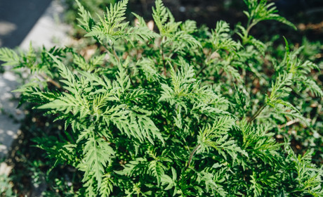 На ліквідацію амброзії в Южненській громаді виділять ще 20 тисяч гривень
