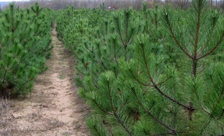Окупаційна влада Мелітополя почала продаж ялинок за дуже високими цінами