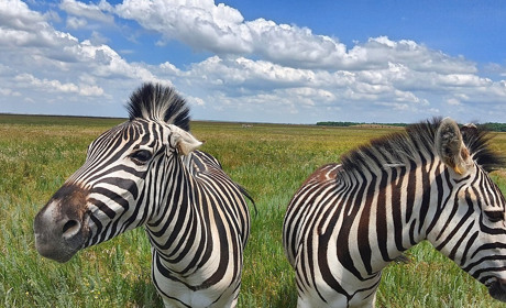 Окупанти вивозять червонокнижних тварин з заповідника "Асканія-Нова" до Росії