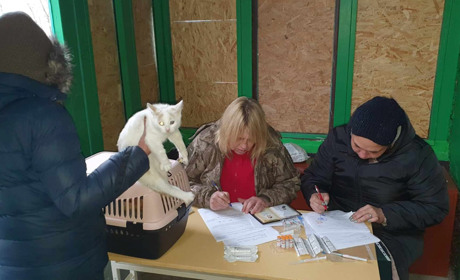 Як у Нікополі безплатно вакцинували тварин від сказу та хто оголосив карантин через його спалах