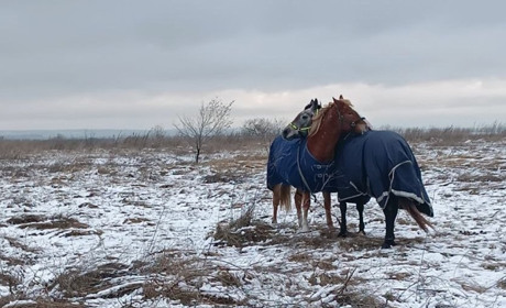 Відчуваємо нестачу сіна: ранчо «Біла підкова» потребує підтримки на зимовий період