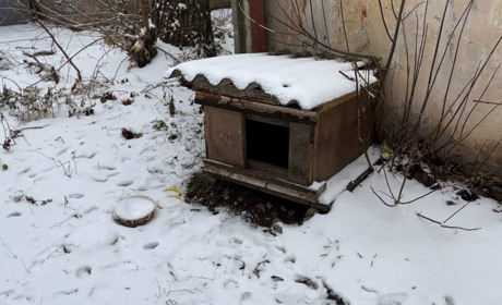 У Жовтих Водах мешканці будинку звинувачують сусіда у вбивстві собаки: відео