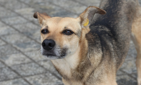 Їдять вдвічі більше, страждають від обстрілів: про будні притулку для тварин «Шанс на життя»