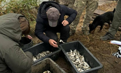 25 тонн риби: озеро Сасик на Одещині зарибили молодим коропом і товстолобом