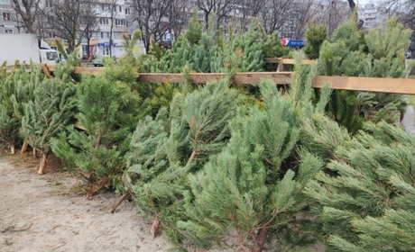 У Запоріжжі працює 42 офіційних ялинкових базари