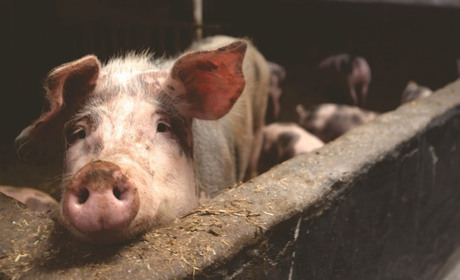 У громаді на Одещині виявили африканську чуму свиней: трупи тварин спали, провели дезінфекцію