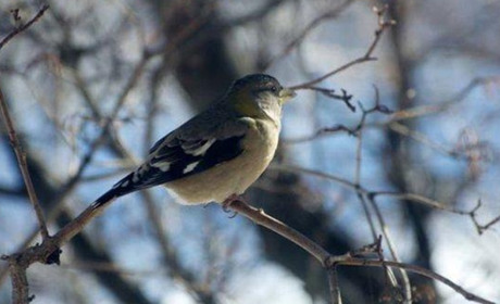 Погода в Кагарлику та Ржищеві на тиждень - з 25 по 31 грудня