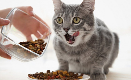 Холістик: найкращий корм для котів