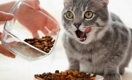 Де можна купити сухий корм для котів дешево?