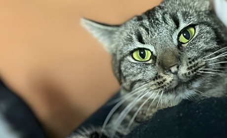 Борються за життя чотирма лапами: про будні притулку для котів у Нікополі