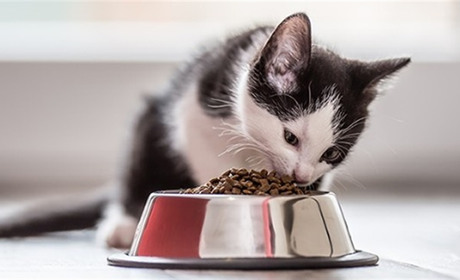 Сухий корм для котів: забезпечення здоров'я та профілактика зубного каменю