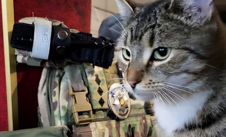 Мура, Зевс та ще вісім: у Нікополі правоохоронці доглядають за вуличними котами