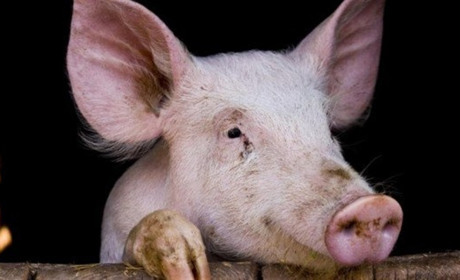 В Україні стоворили інтерактивну карту спалахів африканської чуми свиней