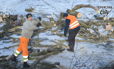 У дворі переяславського дитсадка «Берізка» зріжуть вісім дерев, дуб біля гімназії кронують