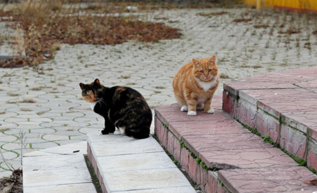 У Нікополі зняли карантин, який оголосили через випадок захворювання тварини на сказ: подробиці