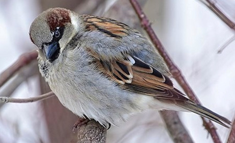 Птах 2024 року в Україні - горобець хатній