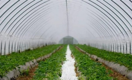 Інноваційні технології в світі тепличних плівок: що потрібно знати городникам