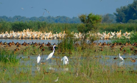 Конкурс tik-tok відео для тих, хто любить водно-болотні угіддя Пониззя Дністра оголосив нацпарк