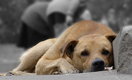 У магазинах Южного розгулюють безпритульні собаки (ФОТО)