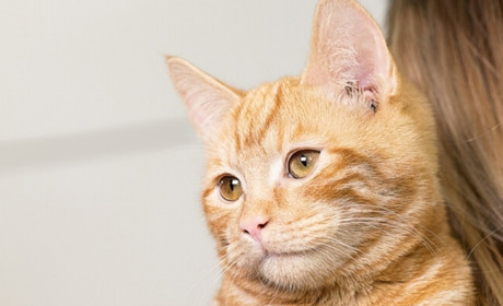 Симптоми, які вказують на наявність хвороби у котів