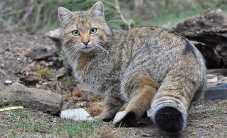 Кіт, бобер, лелека чи олень: на Полтавщині обирають спортивний символ області