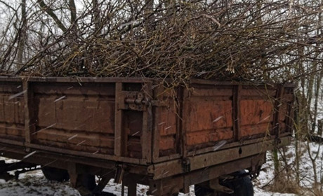 Екоінспекція у запорізькому районі виявили осіб, які спилювали зелені насадження