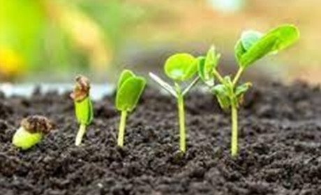 Місячний посівний календар садівника та городника на лютий 2024