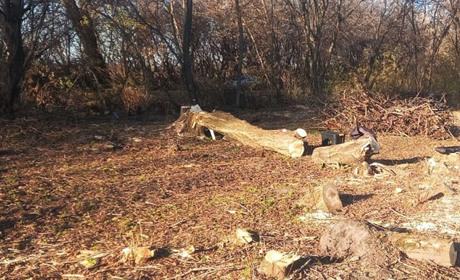 Протягом 2023 року на Полтавщині крадії дерев заподіяли шкоди природі на суму понад 31 млн грн