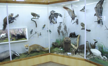 "НАЙСТАРІШІ ЕКСПОНАТИ – КОЛЕКЦІЯ ССАВЦІВ". ЦІКАВА ІНФОРМАЦІЯ З МУЗЕЮ