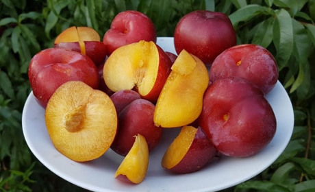 Нектарин в саду – вирощування, обрізка та плодоношення