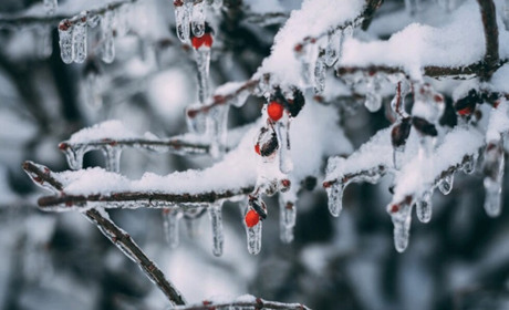 Погода в Кагарлику та Ржищеві на тиждень - з 12 по 18 лютого