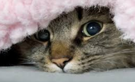 Снігопади і сильні морози: в Україні прогнозують похолодання. Чи зачепить циклон Старокостянтинів