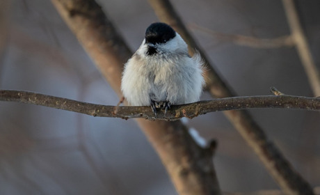 Погода в Кагарлику та Ржищеві на тиждень - з 19 по 25 лютого