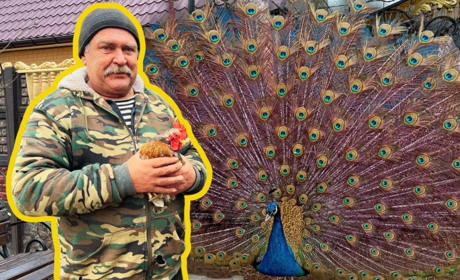 Родина з села Яськи вирощує індійських павичів, фазанів і має свій ставок з золотими рибками