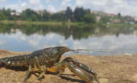 Вилов раків стоп: з 25 лютого заборонили їх вилов у Дністрі, Турунчуку, Дністровському лимані. Де ще