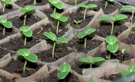 Місячний посівний календар садівника та городника на березень 2024: коли та що садити